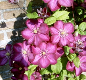 Aangelegde tuin