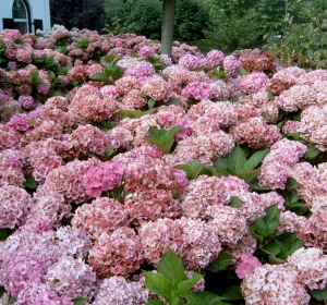 Verzorgde tuin